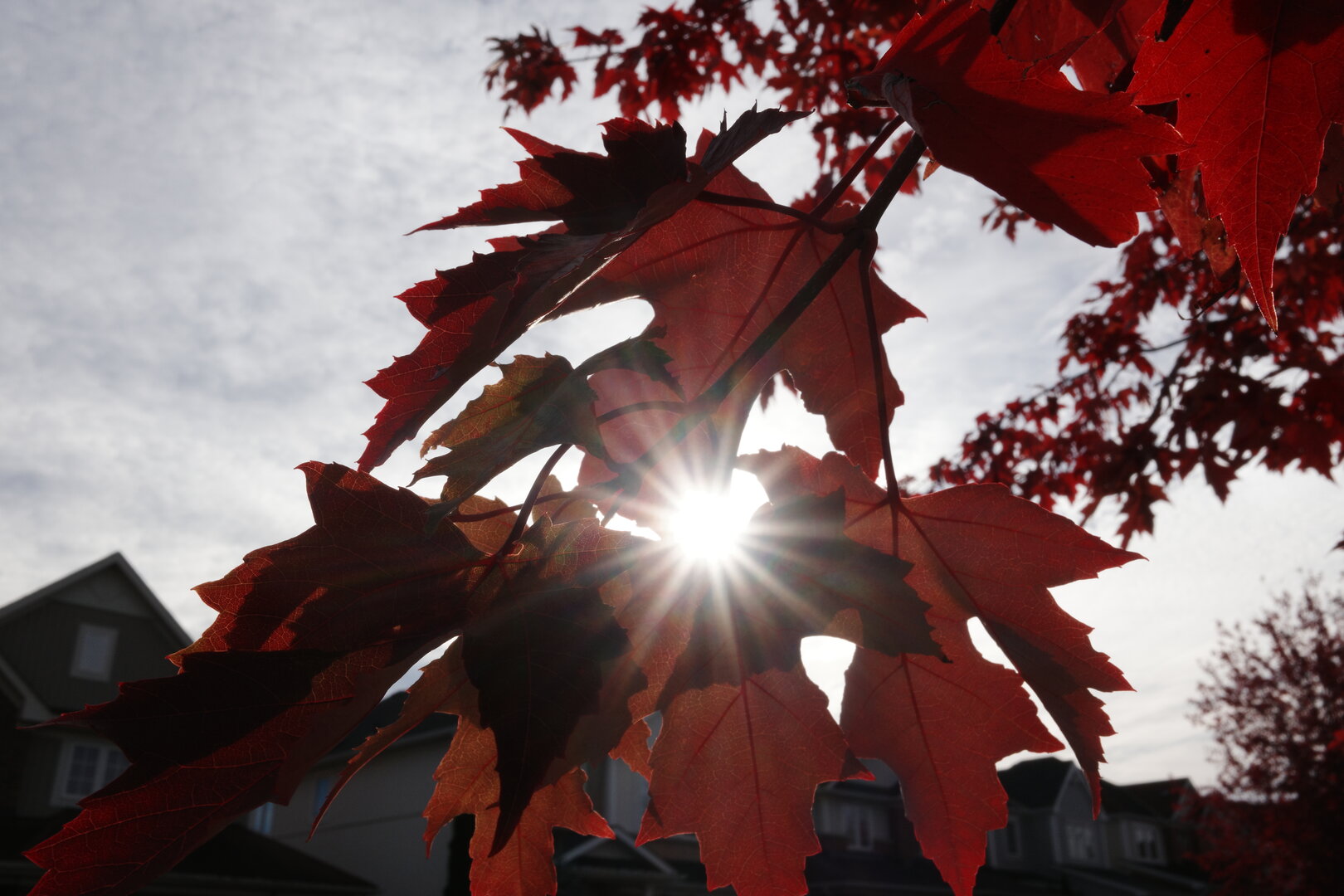 Showing off the autumn sun - PentaxForums.com